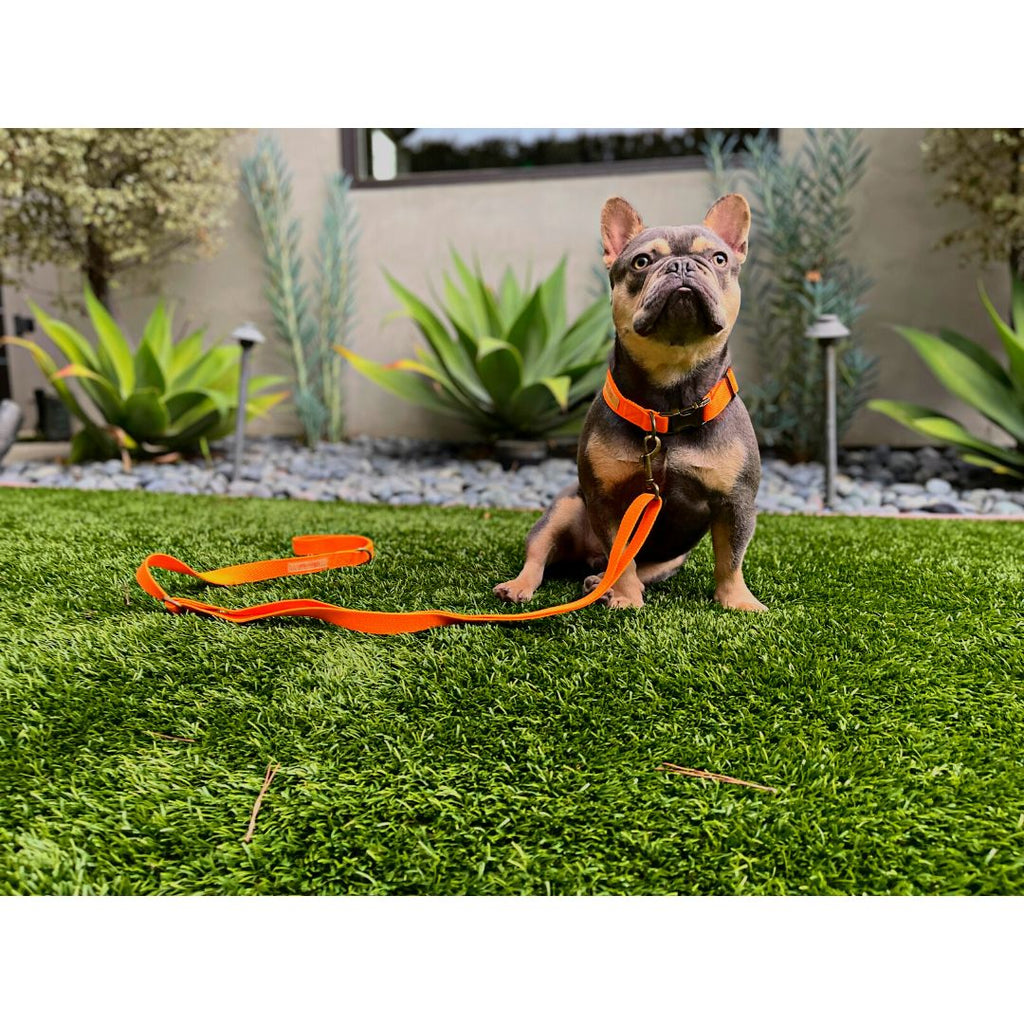 Dog Collars + Leashes - Tilley + Me