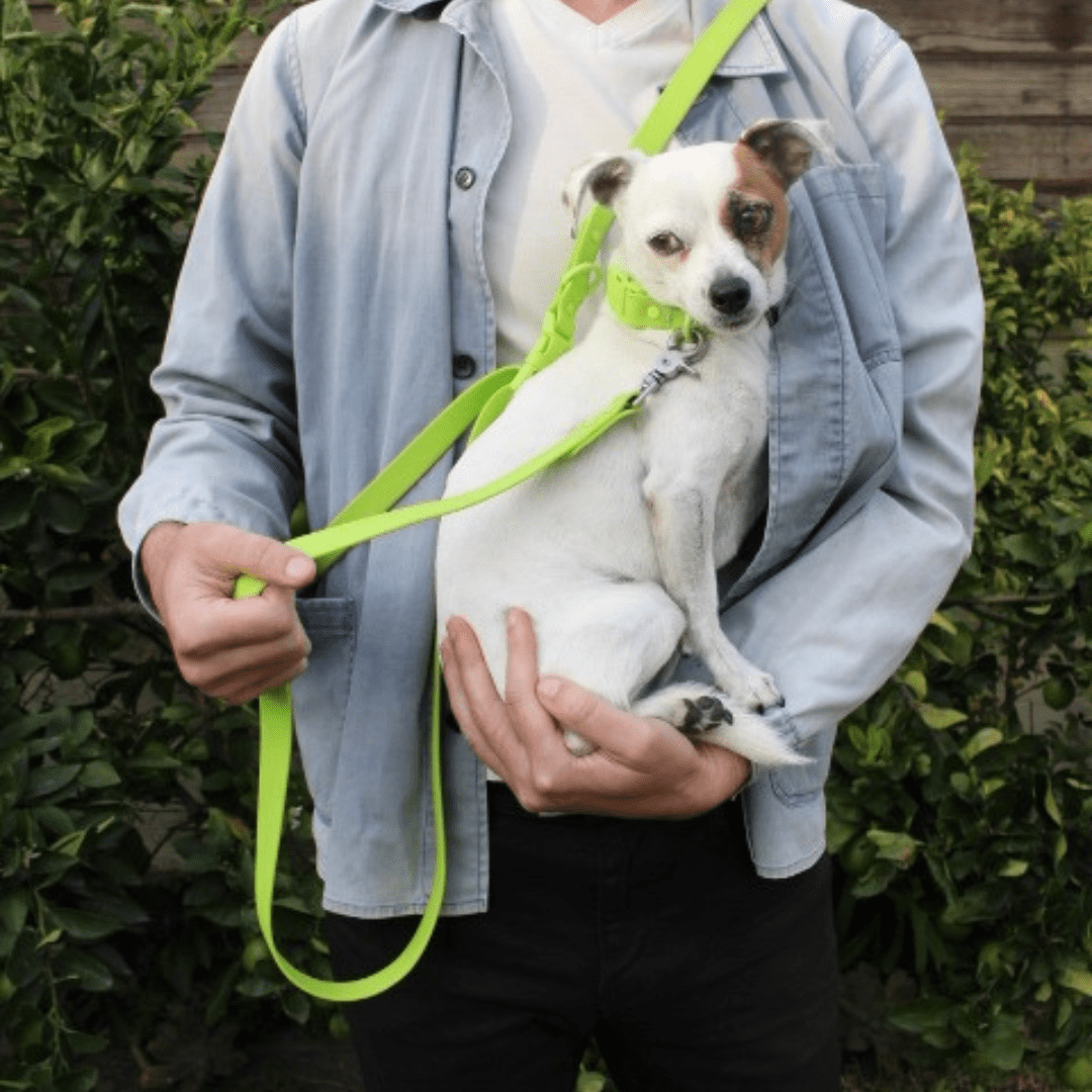 Tilley + Me Biothane Waterproof Adjustable Dog Collar