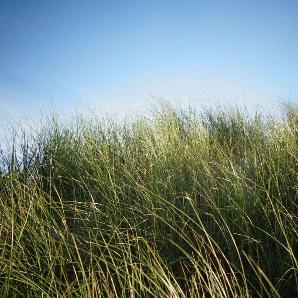 Lola-James-Harper-Candle-Room-Spray-Bundle-6-Promenade-in-Vincennes-Wood-4