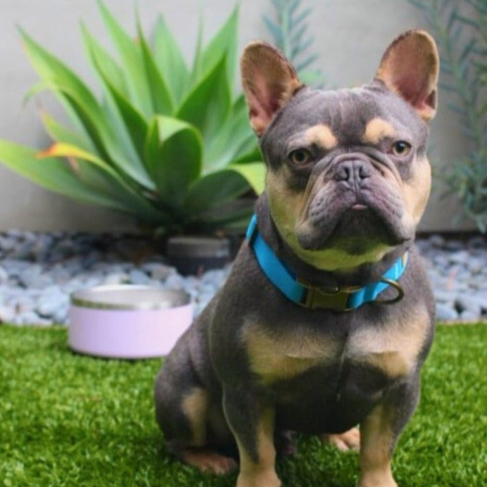 Malibu Sunset Sustainable Hemp Cotton Dog Collar