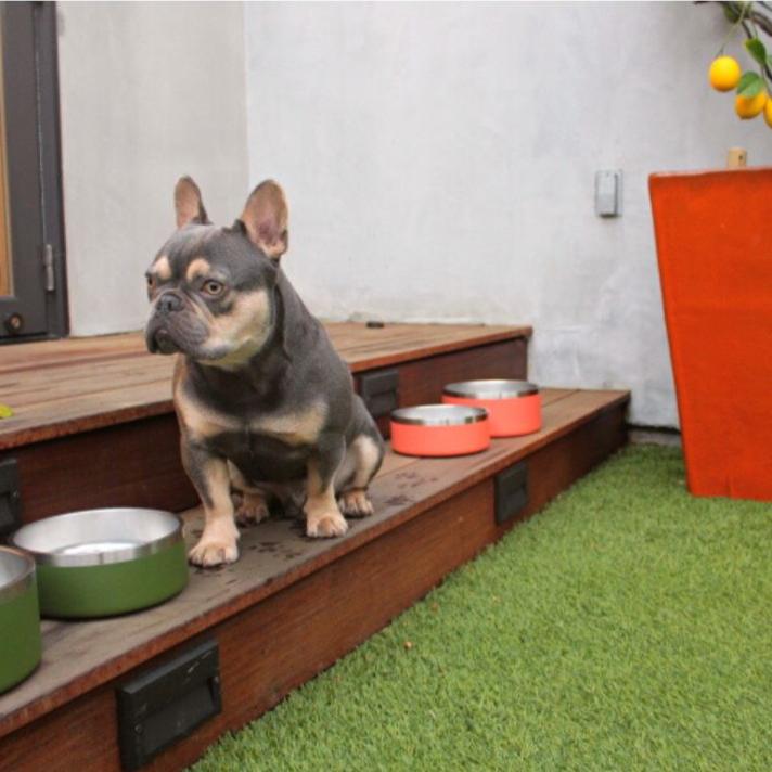 Stainless-Steel-Pet-Bowl-Bundle-13