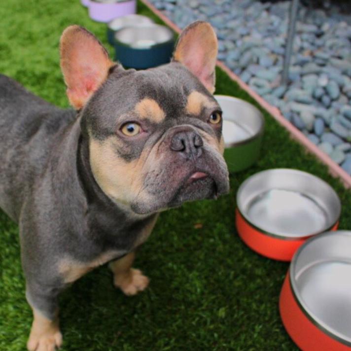 Stainless-Steel-Pet-Bowl-Bundle-25