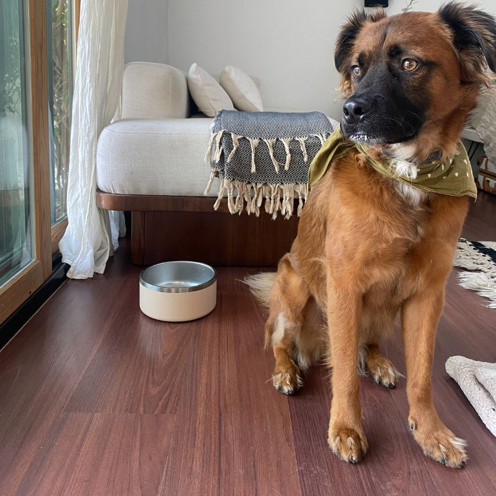 Stainless-Steel-Pet-Bowl-Bundle-5